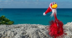 Bermuda Christmas Bird Facebook Cover