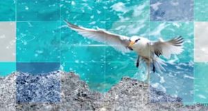 Video: Bermuda Square Boxes