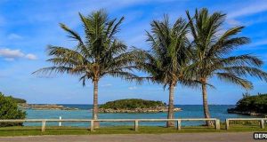 Turtle Bay Trees