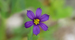 Bermudiana Flower Facebook Cover & Phone Lock Screen