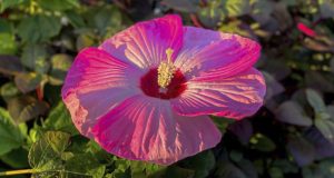 Pink Bermuda Hibiscus Flower Facebook, Twitter & Phone Screen
