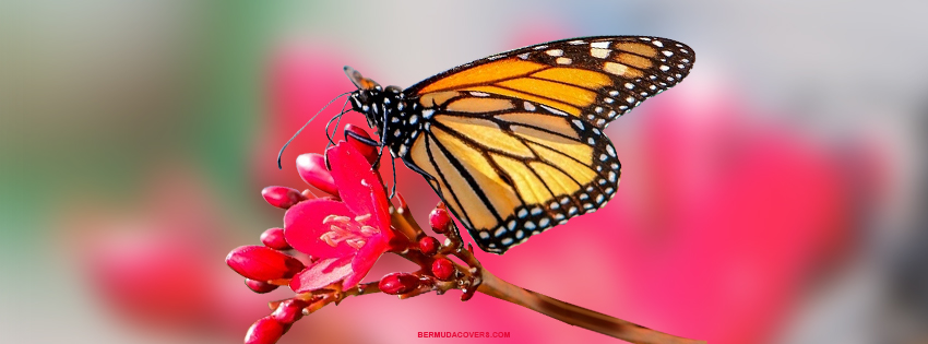 Bermuda Butterfly On Flower Facebook Cover & Phone Wallpaper |  