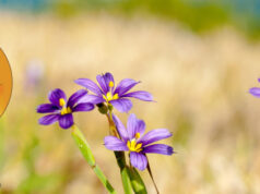 Emoji With Bermudiana Headdress Facebook Cover & Phone Wallpaper #2