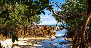 Bermuda Mangrove Trees In The East End Facebook Cover & Phone Wallpaper