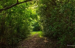 Peaceful Pathway Facebook Cover & Phone Wallpaper