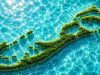 Grass Tide Bermuda Facebook Cover & Phone Wallpaper
