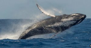 Breaching Whale