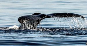 Whale Tail