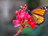 Bermuda Butterfly