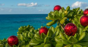 Nature’s Christmas Facebook Cover & Phone Wallpaper