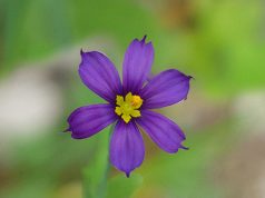 Bermudiana Flower Facebook Cover & Phone Lock Screen