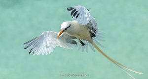 Bermuda Longtail Phone Screen & Social Media Covers