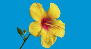 Yellow Bermuda Hibiscus Flower Facebook, Twitter & Phone Screen