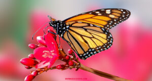 Bermuda Butterfly On Flower Facebook Cover & Phone Wallpaper