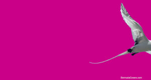 Pink | Longtail With Bermuda Flag Accent Facebook Cover & Phone Wallpaper