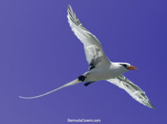 Lavender Longtail With Bermuda Flag Accent Facebook Cover & Phone Wallpaper