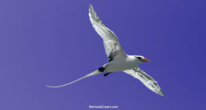 Lavender Longtail With Bermuda Flag Accent Facebook Cover & Phone Wallpaper