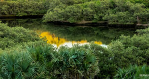 Pond At Lover’s Lake Nature Reserve Facebook Cover & Phone Wallpaper