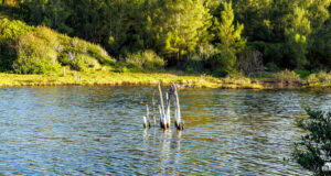 Spittal Pond Nature Reserve Facebook Cover & Phone Wallpaper