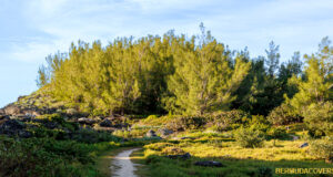 Pathway At Spittal Pond Facebook Cover & Phone Wallpaper