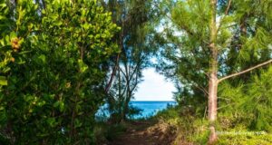 Path To The Ocean In The East End Bermuda Facebook Cover & Phone Wallpaper