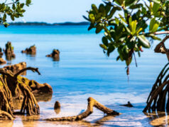 Mangrove Trees In East End Facebook Cover & Phone Wallpaper