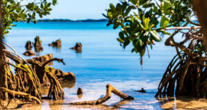 Mangrove Trees In East End Facebook Cover & Phone Wallpaper