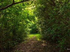 Peaceful Pathway Facebook Cover & Phone Wallpaper