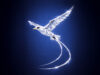 Crystal Bermuda Longtail Bird Facebook Cover & Phone Wallpaper