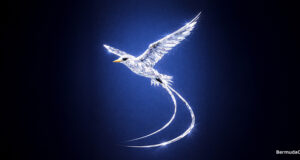 Crystal Bermuda Longtail Bird Facebook Cover & Phone Wallpaper