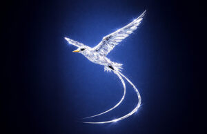 Crystal Bermuda Longtail Bird Facebook Cover & Phone Wallpaper